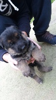 CHIOT